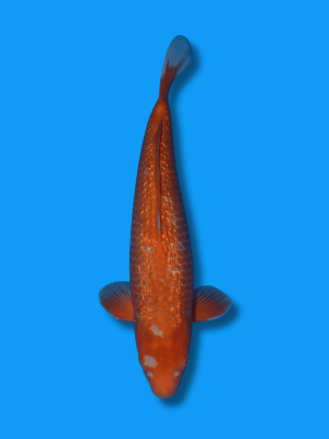 Ginrin Golden Corn | Koi&Co.